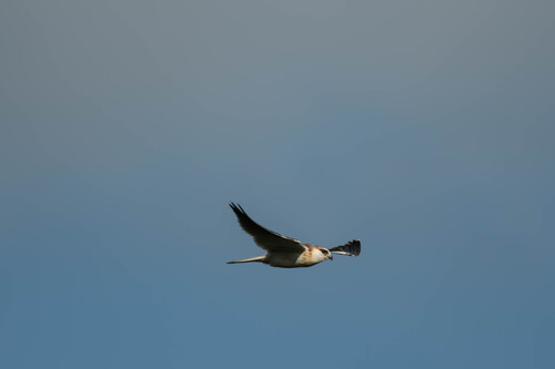 Black-shouldered Kite