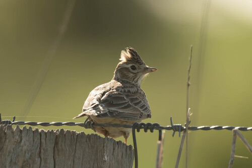 Eurasian Skylark
