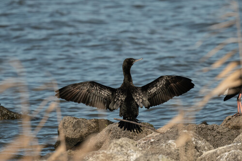 Little Black Cormorant