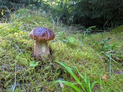 King Bolete