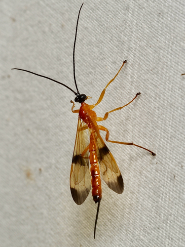 Acrotaphus wiltii