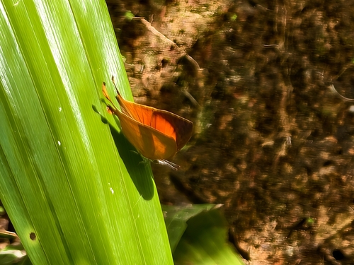 Common Yamfly
