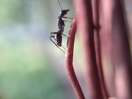 Indian Black Ant