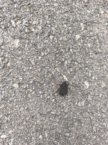 Speckled Rose Chafer