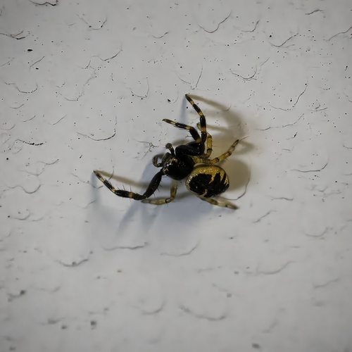 Napoleon Spider