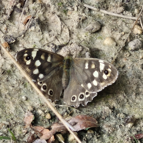 Speckled Wood