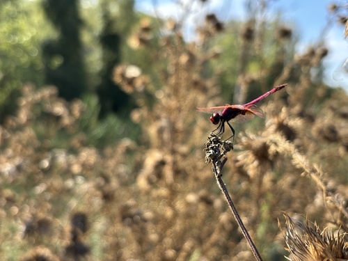 Violet Dropwing