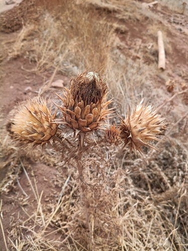 Artichoke Thistle