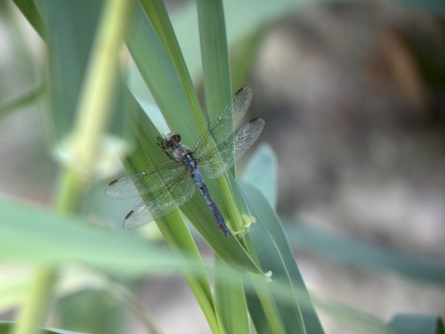 Keeled Skimmer