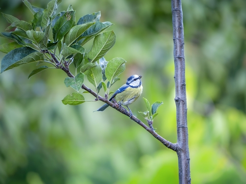 Eurasian Blue Tit