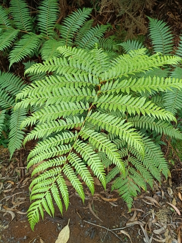 Scaly Tree Fern