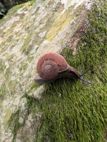Two-Striated Ariophanta