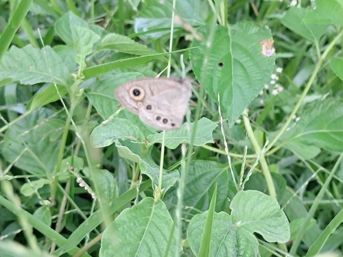 Common Four-ring