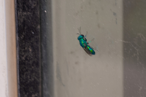 Emerald Cuckoo Wasp