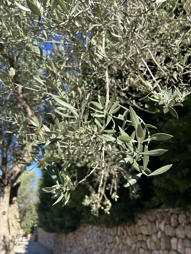 Olive