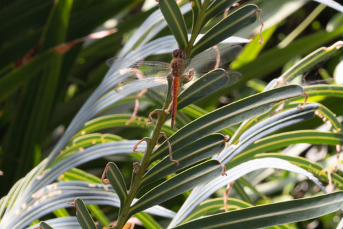 Wandering Glider