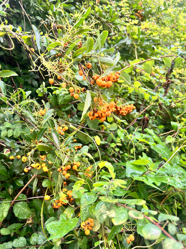 Firethorn