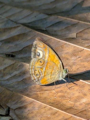 Glad-eye Bushbrown