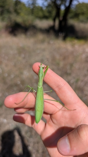 European Mantis