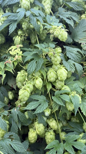 common hops