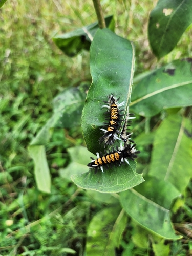 Milkweed Tussock Moth