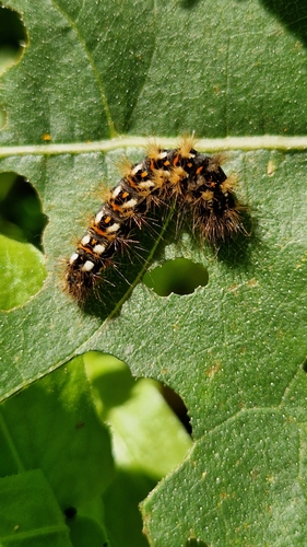 Knot Grass Moth