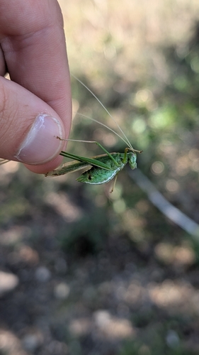 Lily Bush-cricket