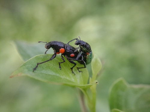 Lepropus lateralis