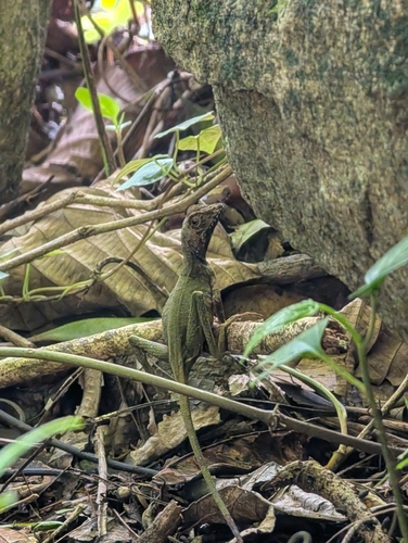 Sri Lanka Kangaroo Lizard