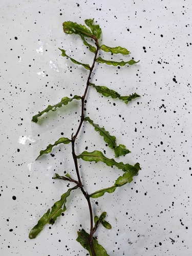 Curly-leaf Pondweed