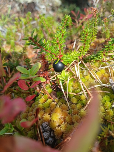 black crowberry
