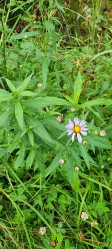 New York aster
