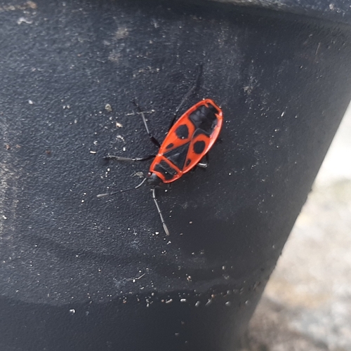 European Firebug