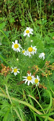 scentless mayweed