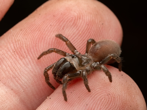 Purseweb Spider