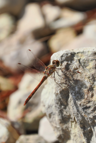 Common Darter