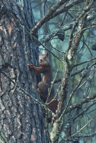 Eurasian Red Squirrel