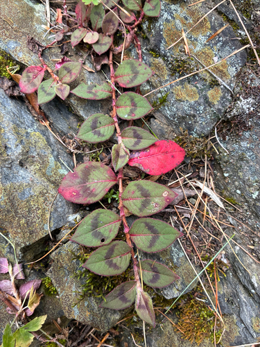 pink knotweed
