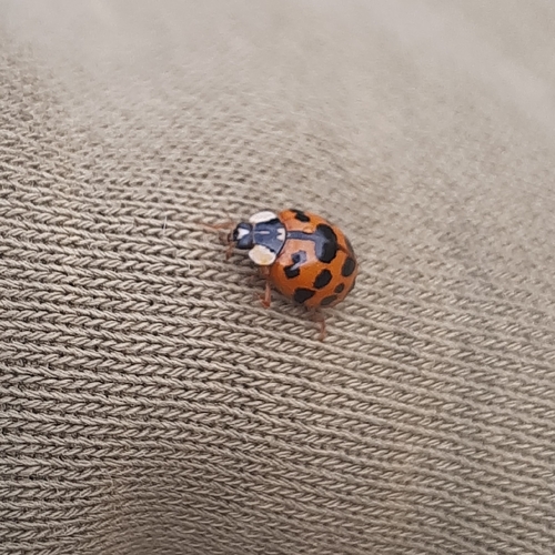 Asian Lady Beetle