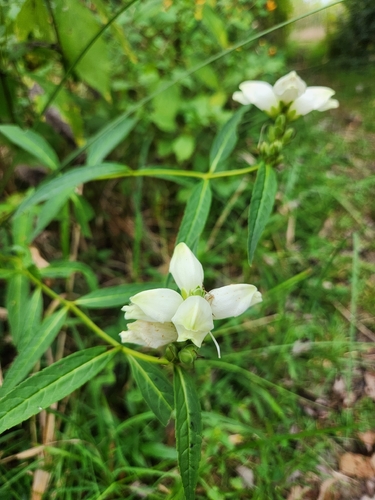 white turtlehead