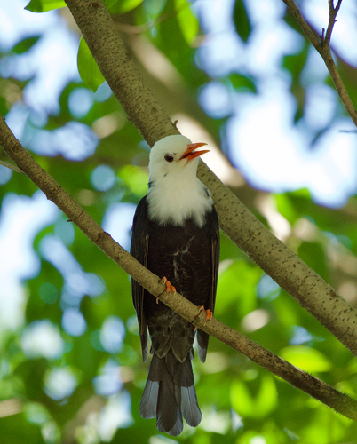 Black Bulbul