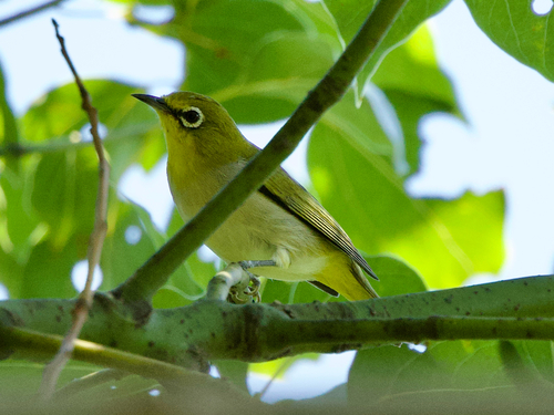 Swinhoe's White-eye