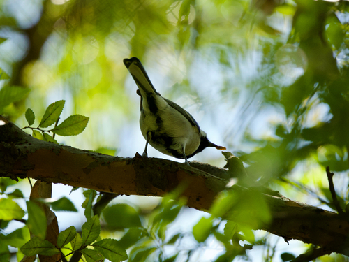 Asian Tit