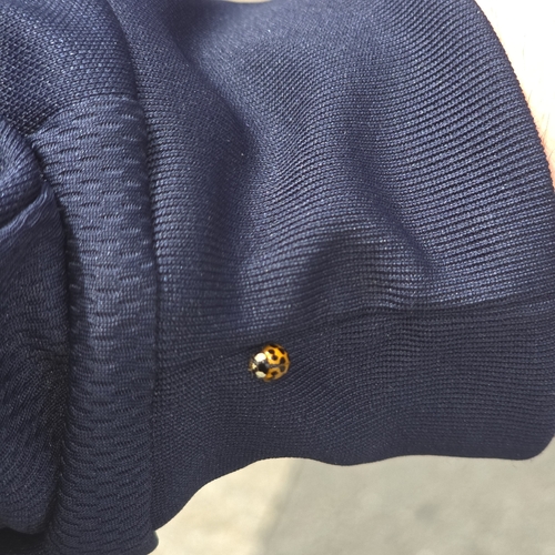 Asian Lady Beetle
