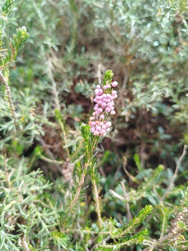 Cornish Heath