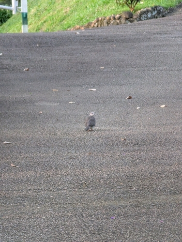 Spotted Dove