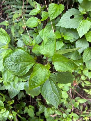 Crofton Weed