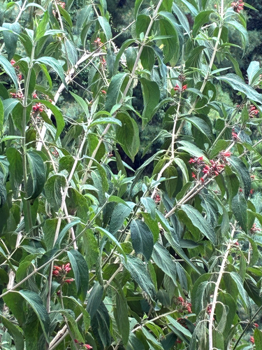 Himalayan Mint Shrub