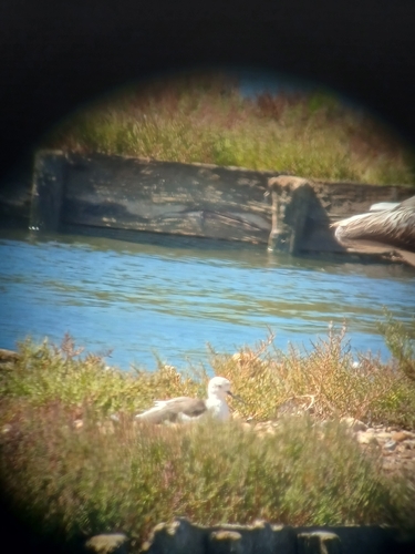 Black-winged Stilt