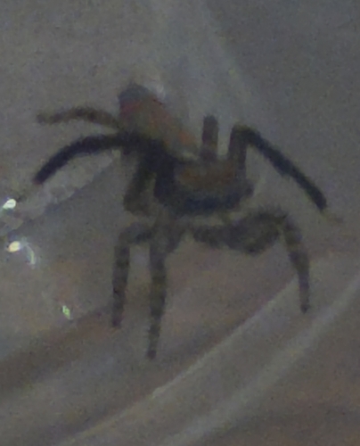 Lettered Peacock Spider
